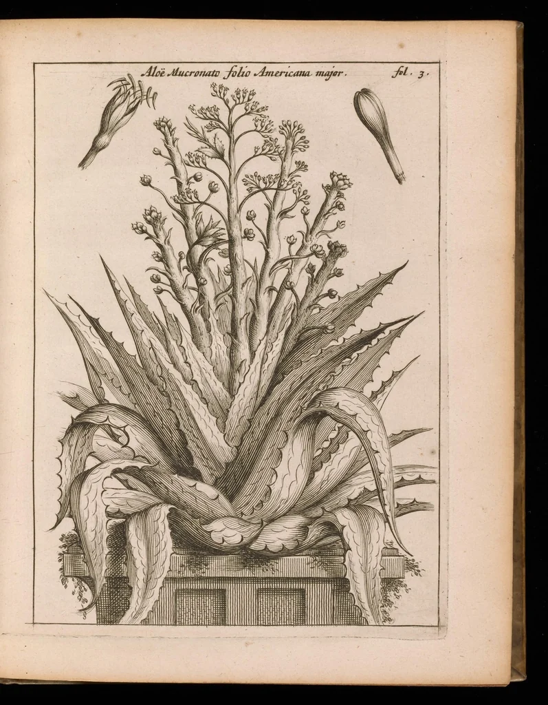 An illustration from De vera antiquorum herba Britannica : ejusdemque efficacia contra stomacaccen, seu scelotyrben, Frisiis et Batavis de scheurbuyck : dissertatio historico-medica, 1681, leaf 36