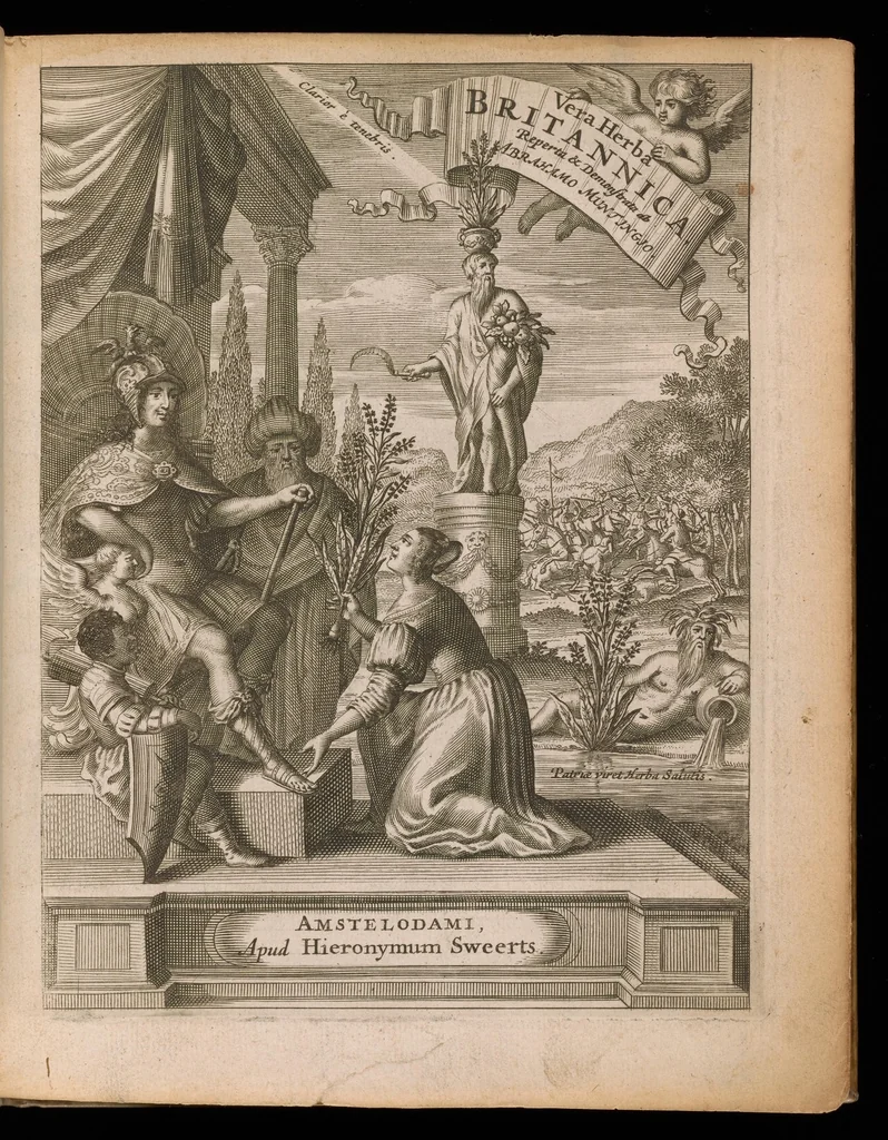 An illustration from De vera antiquorum herba Britannica : ejusdemque efficacia contra stomacaccen, seu scelotyrben, Frisiis et Batavis de scheurbuyck : dissertatio historico-medica, 1681, leaf 4