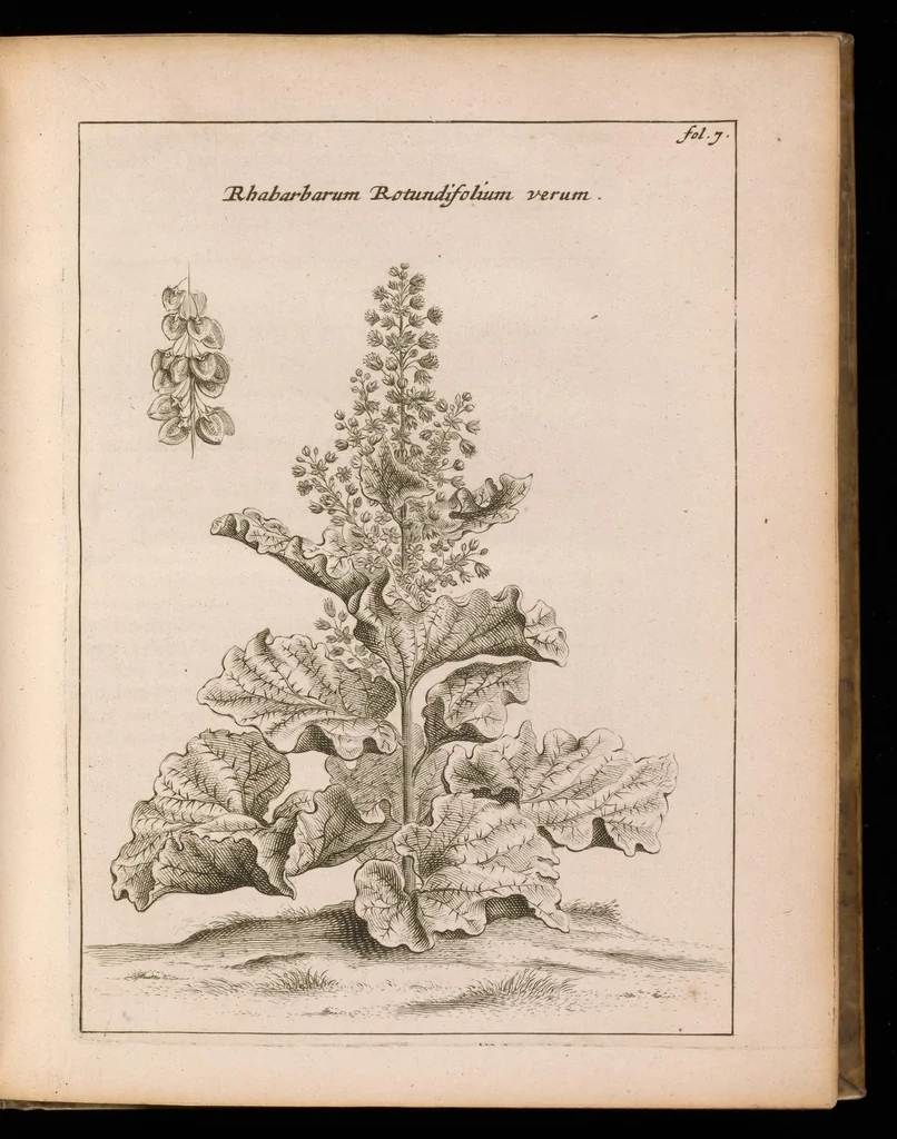 An illustration from De vera antiquorum herba Britannica : ejusdemque efficacia contra stomacaccen, seu scelotyrben, Frisiis et Batavis de scheurbuyck : dissertatio historico-medica, 1681, leaf 42