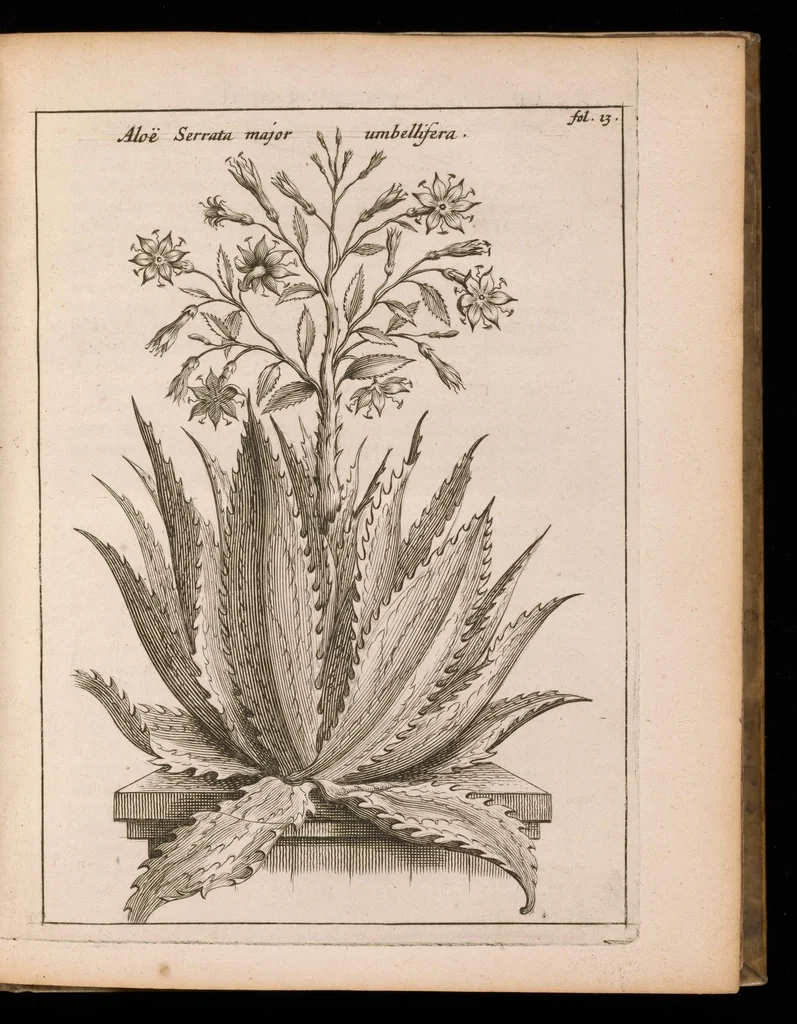 An illustration from De vera antiquorum herba Britannica : ejusdemque efficacia contra stomacaccen, seu scelotyrben, Frisiis et Batavis de scheurbuyck : dissertatio historico-medica, 1681, leaf 52