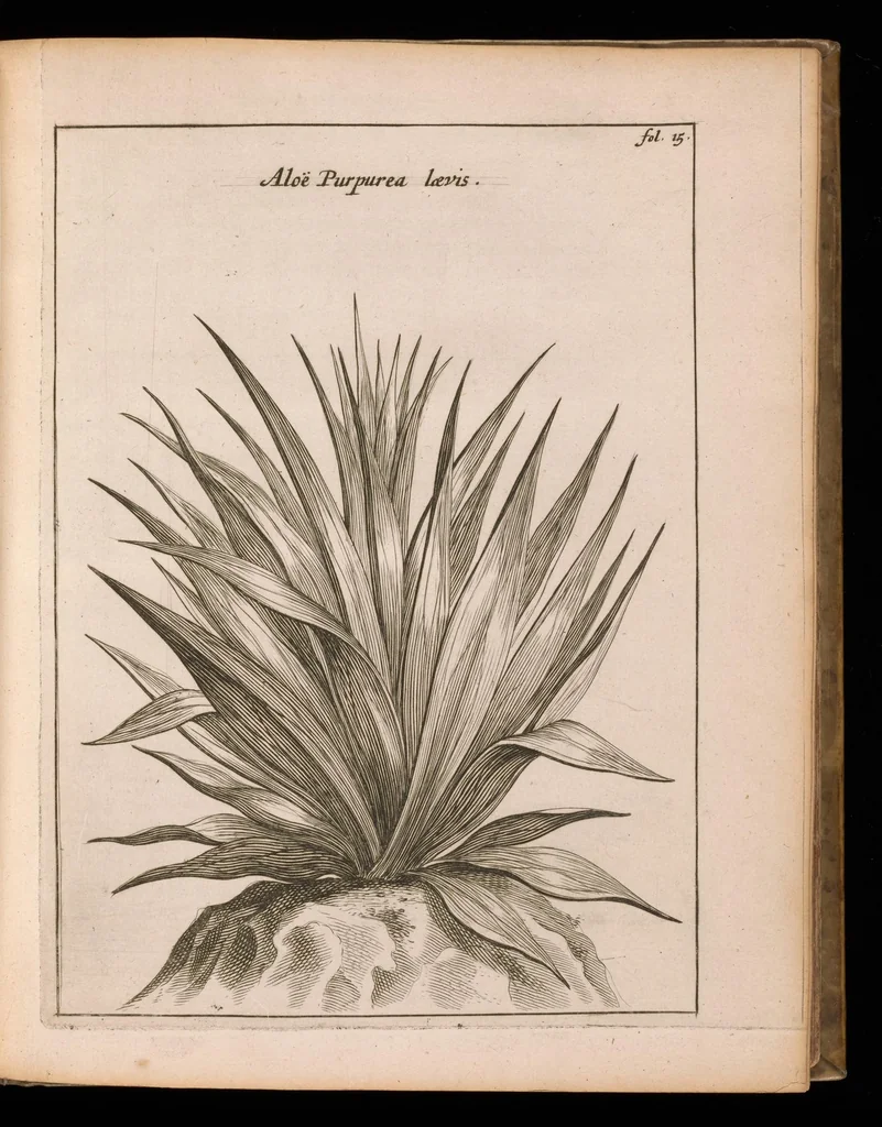 An illustration from De vera antiquorum herba Britannica : ejusdemque efficacia contra stomacaccen, seu scelotyrben, Frisiis et Batavis de scheurbuyck : dissertatio historico-medica, 1681, leaf 58