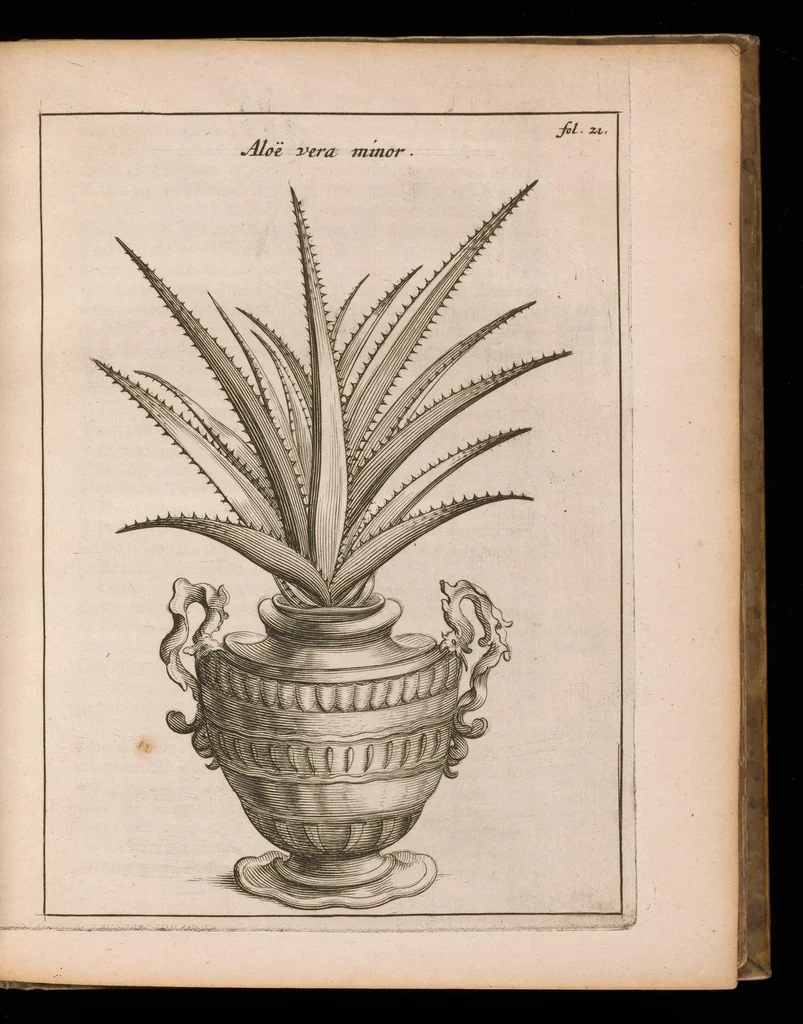An illustration from De vera antiquorum herba Britannica : ejusdemque efficacia contra stomacaccen, seu scelotyrben, Frisiis et Batavis de scheurbuyck : dissertatio historico-medica, 1681, leaf 70