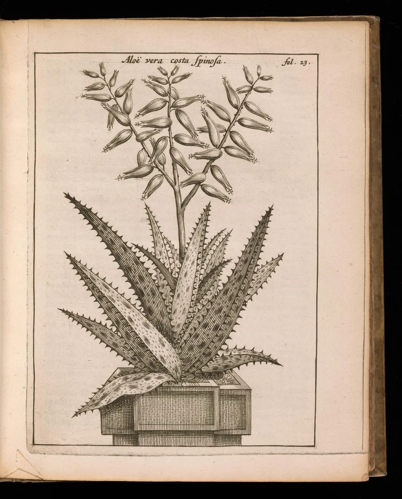 An illustration from De vera antiquorum herba Britannica : ejusdemque efficacia contra stomacaccen, seu scelotyrben, Frisiis et Batavis de scheurbuyck : dissertatio historico-medica, 1681, leaf 74
