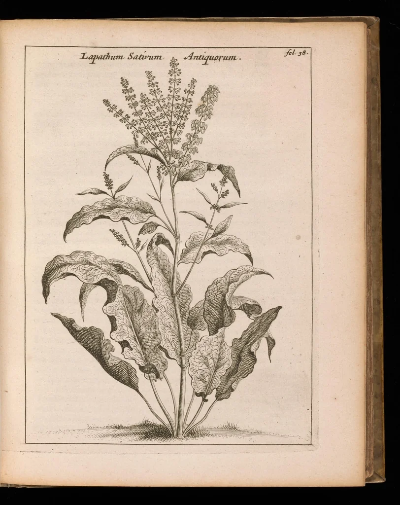 An illustration from De vera antiquorum herba Britannica : ejusdemque efficacia contra stomacaccen, seu scelotyrben, Frisiis et Batavis de scheurbuyck : dissertatio historico-medica, 1681, leaf 94