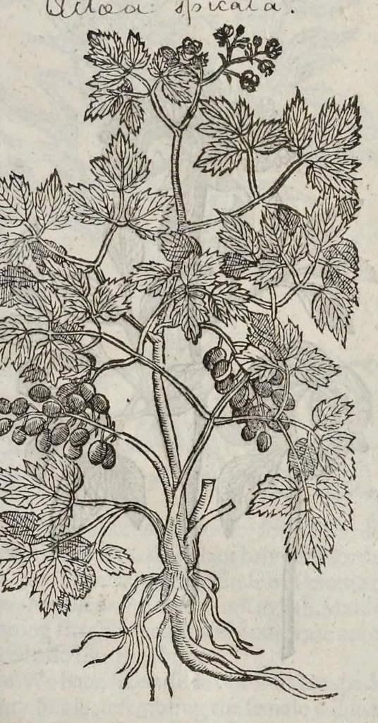 An illustration from The herball, or, Generall historie of plantes, 1633, leaf 1022