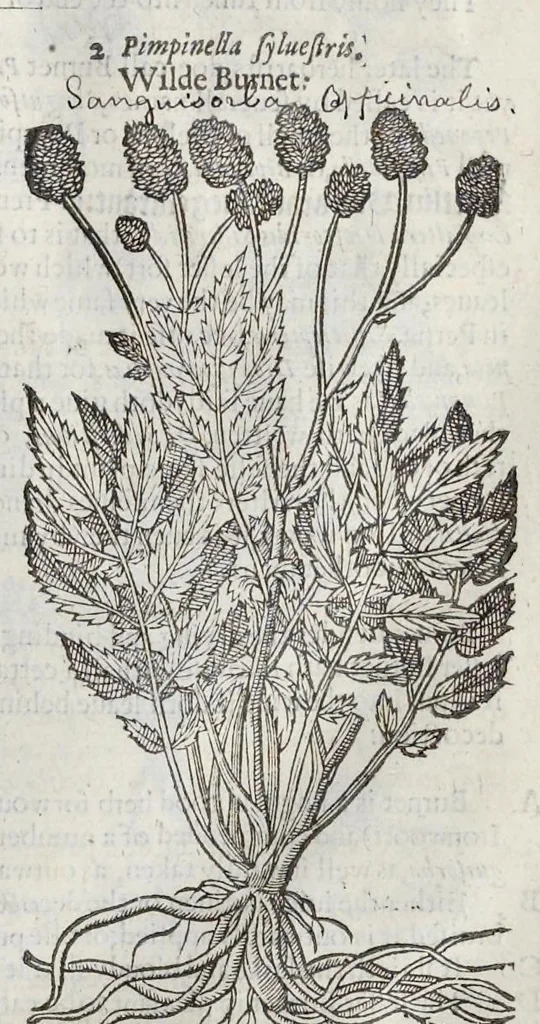 An illustration from The herball, or, Generall historie of plantes, 1633, leaf 1088