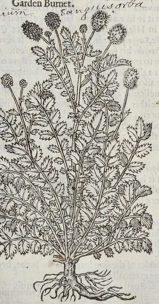 An illustration from The herball, or, Generall historie of plantes, 1633, leaf 1088