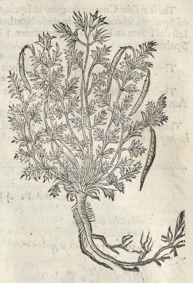 An illustration from The herball, or, Generall historie of plantes, 1633, leaf 1110