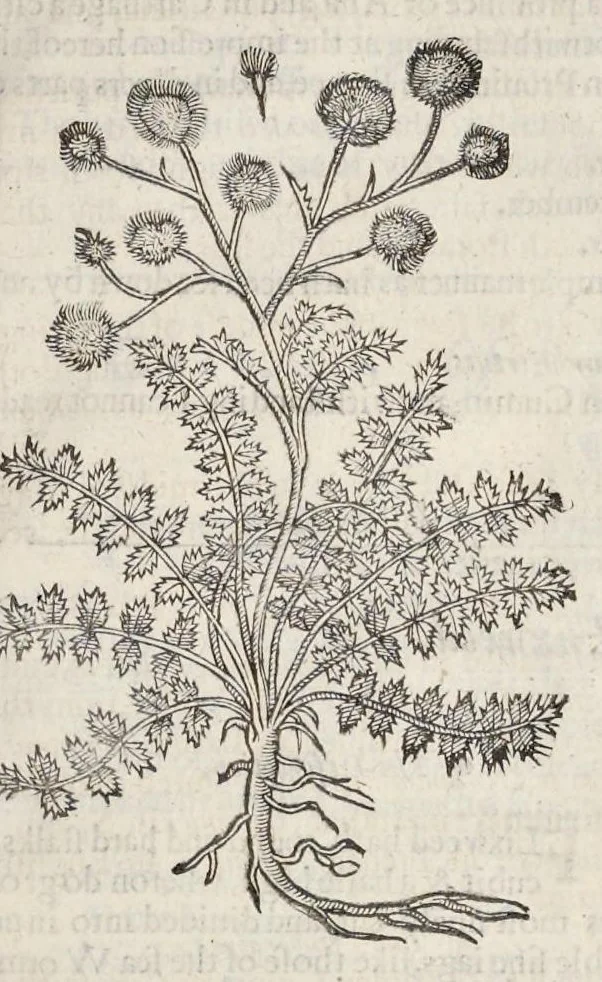 An illustration from The herball, or, Generall historie of plantes, 1633, leaf 1110
