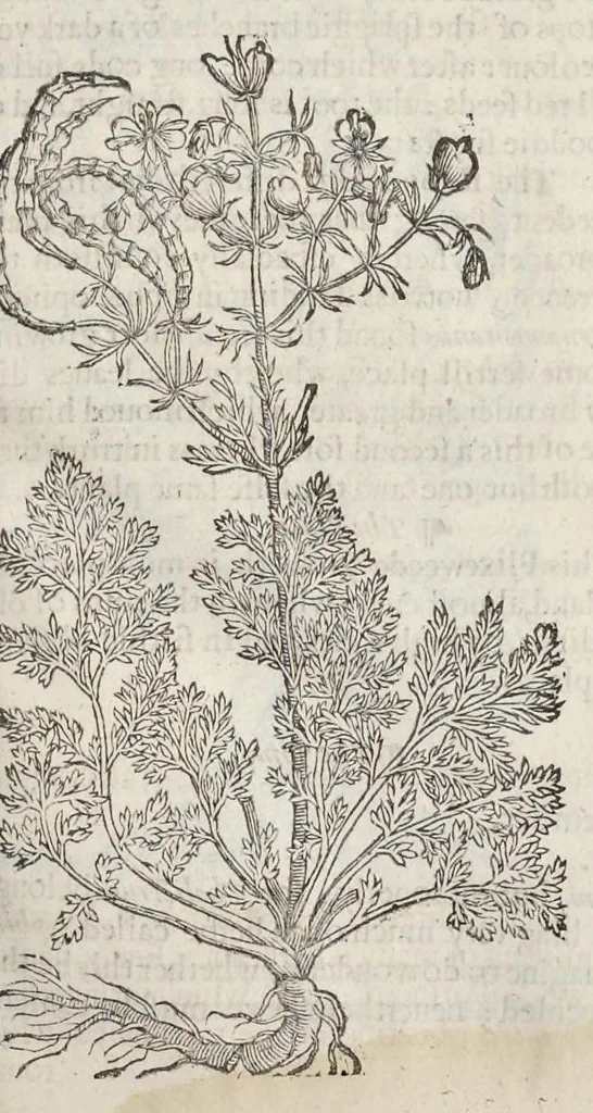 An illustration from The herball, or, Generall historie of plantes, 1633, leaf 1110