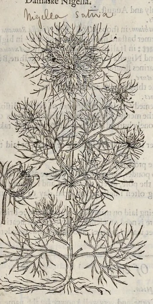 An illustration from The herball, or, Generall historie of plantes, 1633, leaf 1128