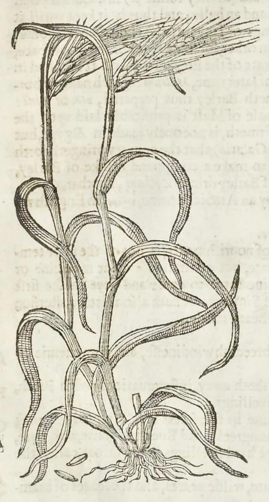 An illustration from The herball, or, Generall historie of plantes, 1633, leaf 119