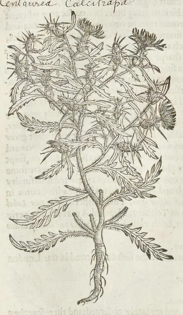 An illustration from The herball, or, Generall historie of plantes, 1633, leaf 1209