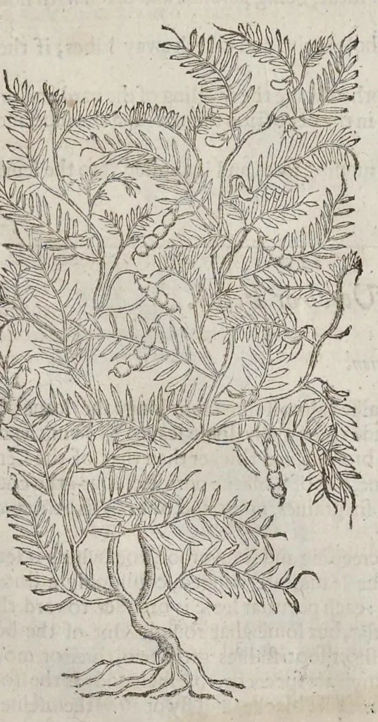 An illustration from The herball, or, Generall historie of plantes, 1633, leaf 1268