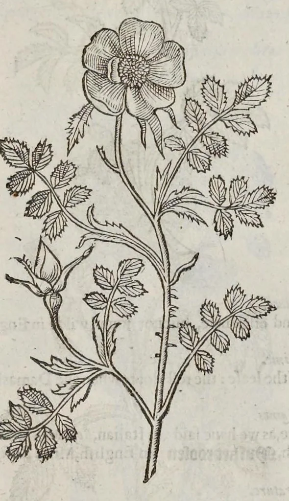 An illustration from The herball, or, Generall historie of plantes, 1633, leaf 1310