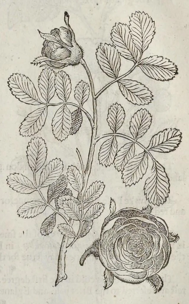 An illustration from The herball, or, Generall historie of plantes, 1633, leaf 1310