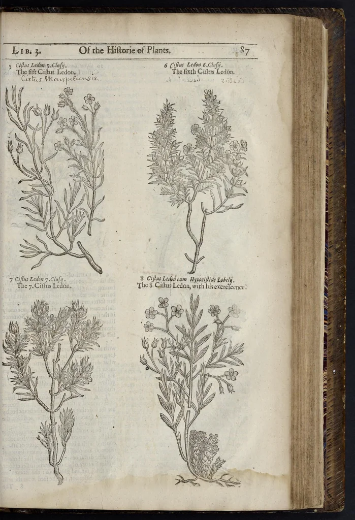 An illustration from The herball, or, Generall historie of plantes, 1633, leaf 1330