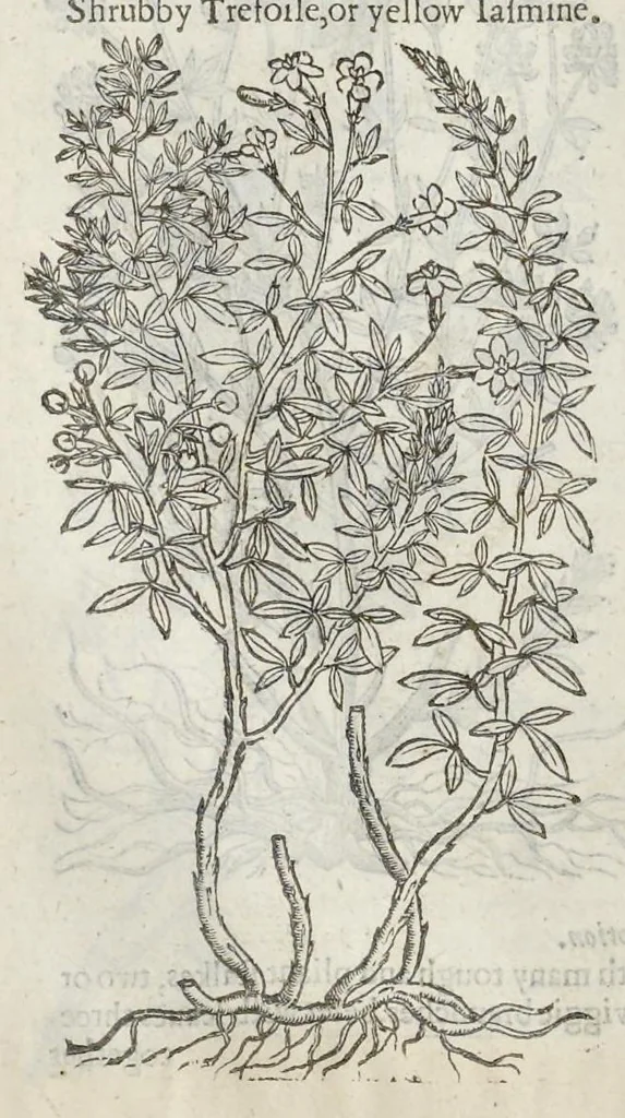 An illustration from The herball, or, Generall historie of plantes, 1633, leaf 1353