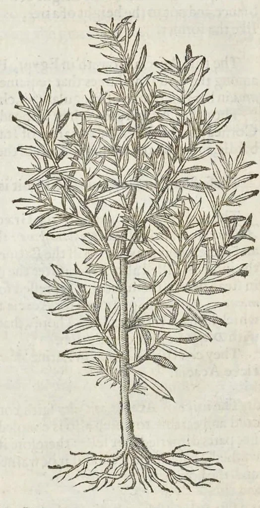 An illustration from The herball, or, Generall historie of plantes, 1633, leaf 1375