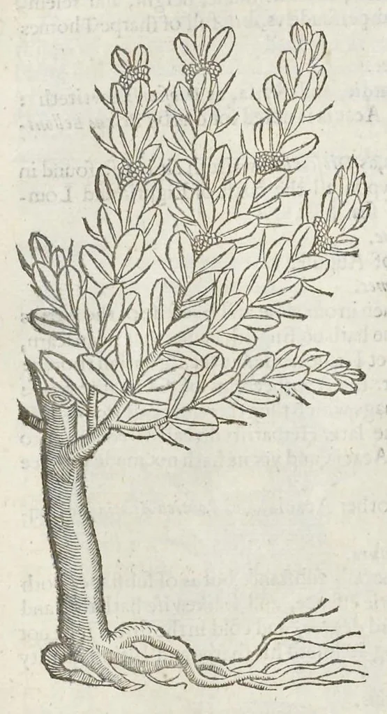 An illustration from The herball, or, Generall historie of plantes, 1633, leaf 1375