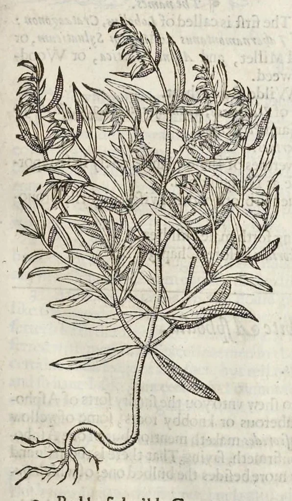 An illustration from The herball, or, Generall historie of plantes, 1633, leaf 138