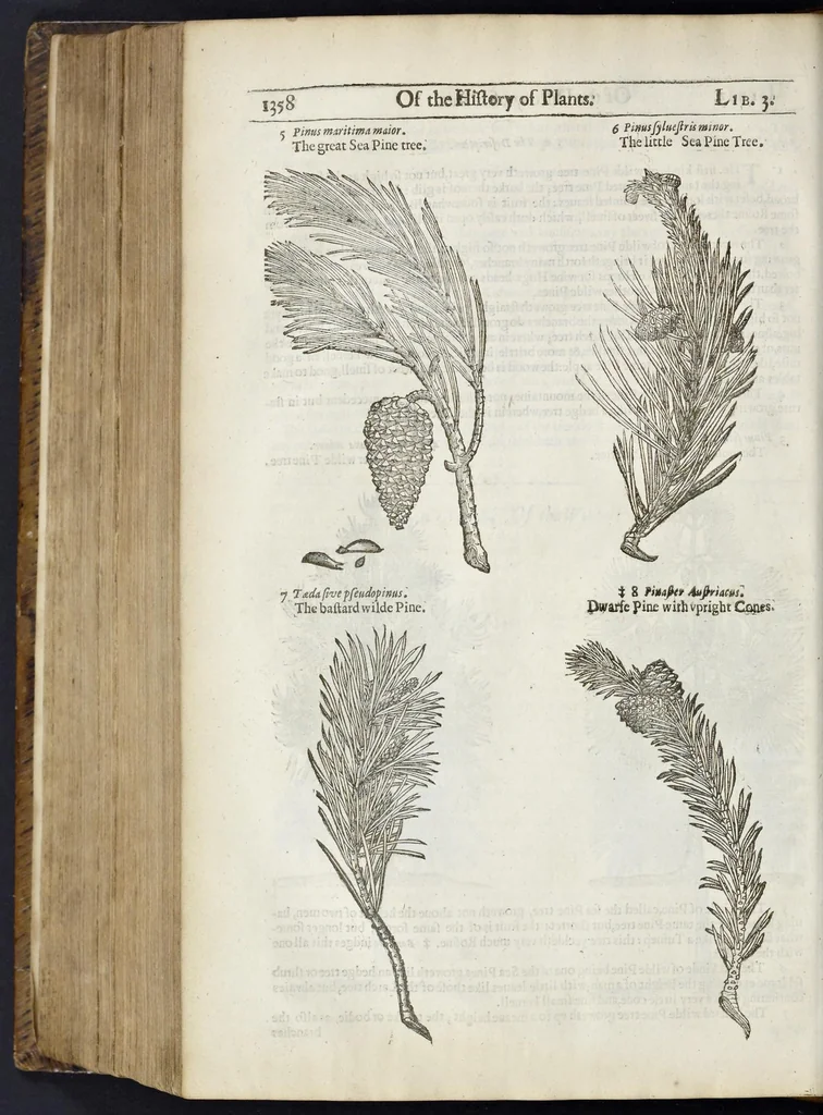 An illustration from The herball, or, Generall historie of plantes, 1633, leaf 1401