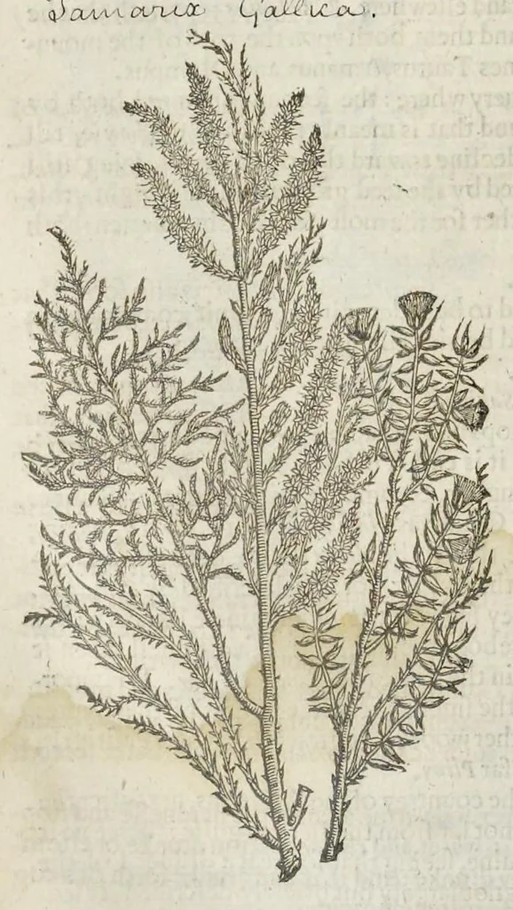 An illustration from The herball, or, Generall historie of plantes, 1633, leaf 1421