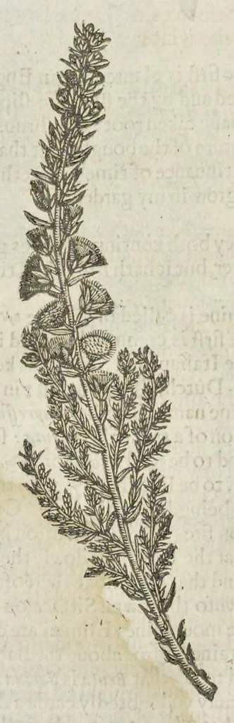 An illustration from The herball, or, Generall historie of plantes, 1633, leaf 1421