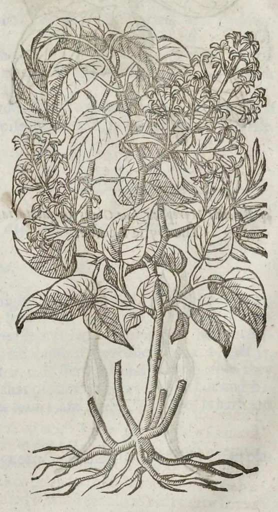 An illustration from The herball, or, Generall historie of plantes, 1633, leaf 1442