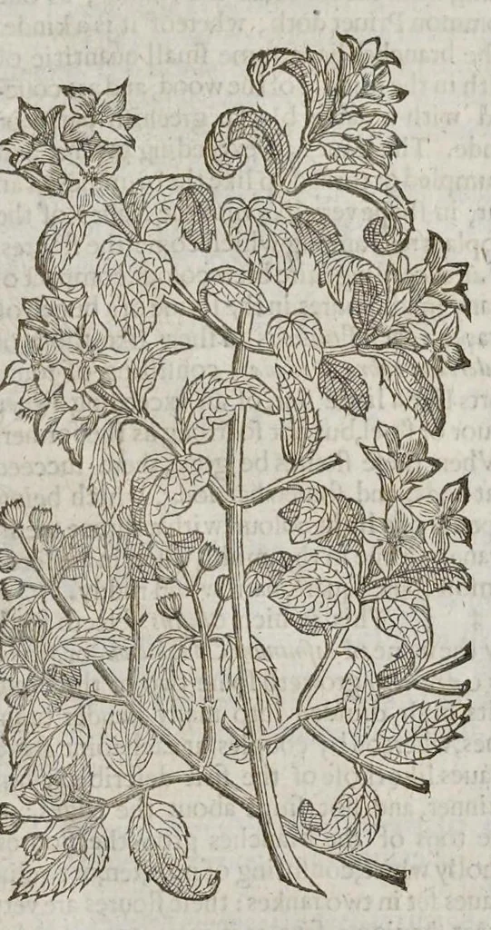 An illustration from The herball, or, Generall historie of plantes, 1633, leaf 1442