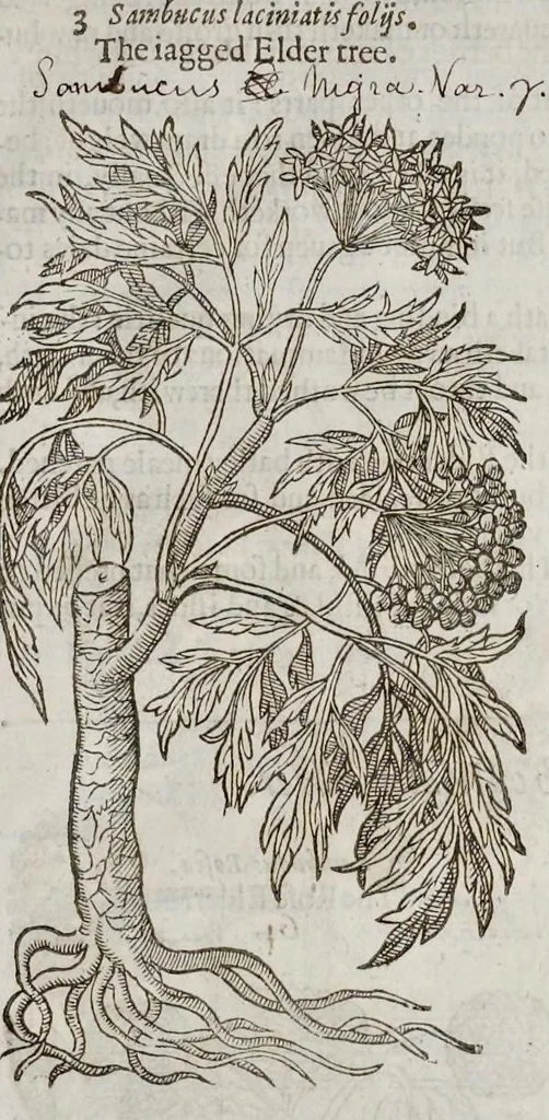 An illustration from The herball, or, Generall historie of plantes, 1633, leaf 1466
