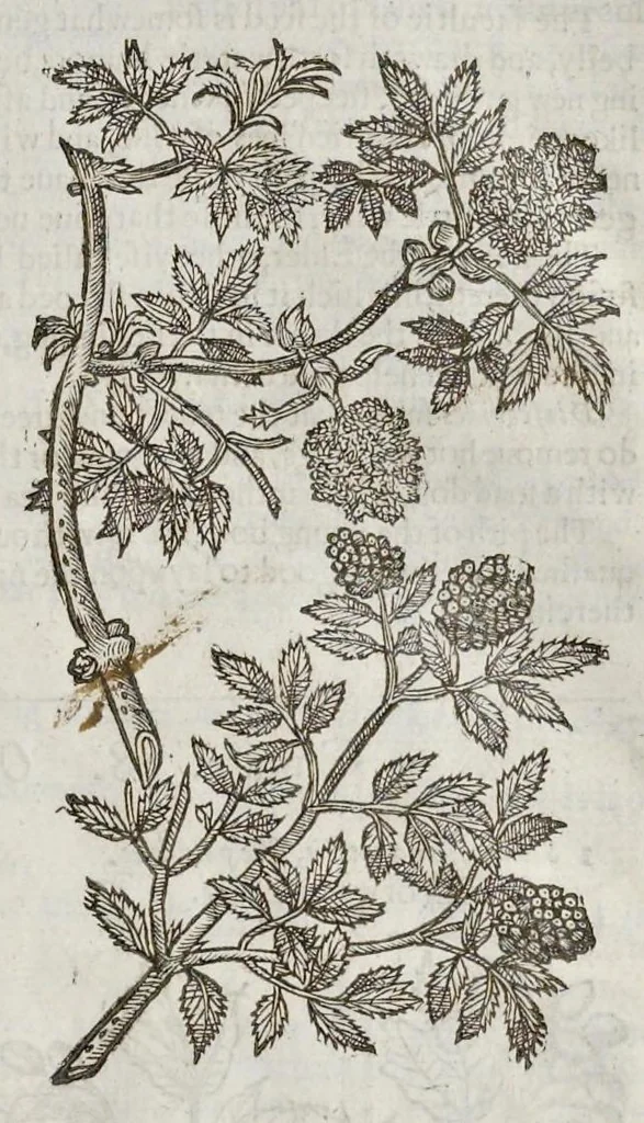 An illustration from The herball, or, Generall historie of plantes, 1633, leaf 1466