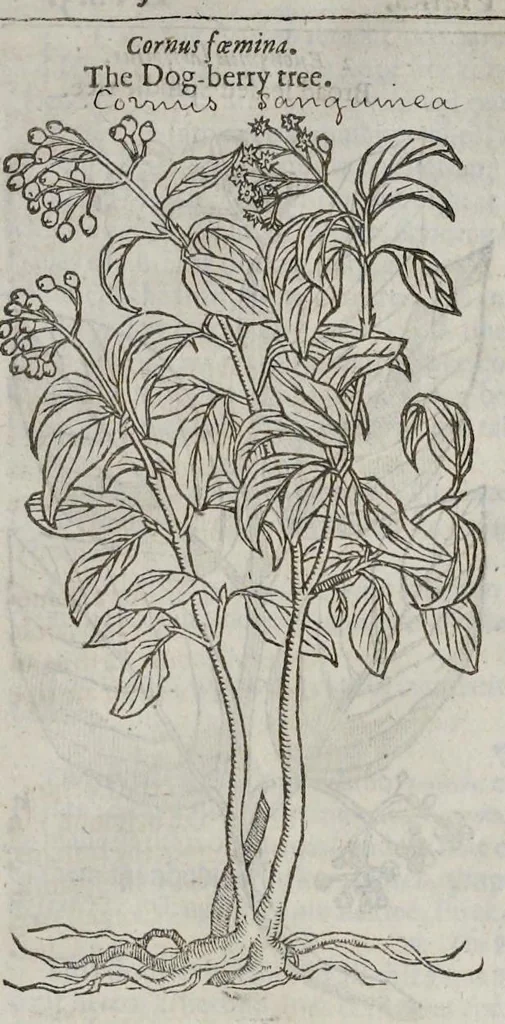 An illustration from The herball, or, Generall historie of plantes, 1633, leaf 1510