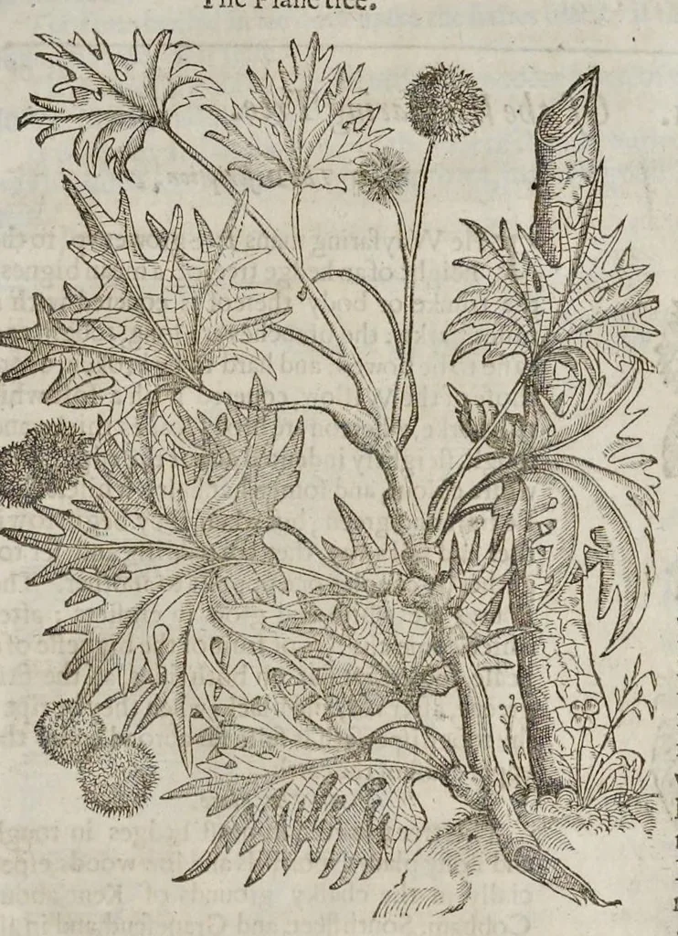 An illustration from The herball, or, Generall historie of plantes, 1633, leaf 1532