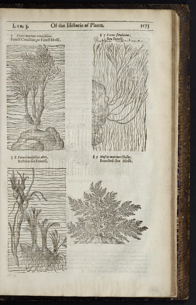 An illustration from The herball, or, Generall historie of plantes, 1633, leaf 1616