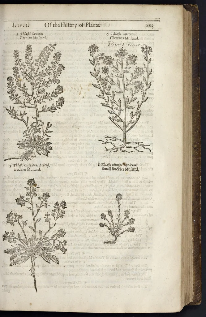 An illustration from The herball, or, Generall historie of plantes, 1633, leaf 310