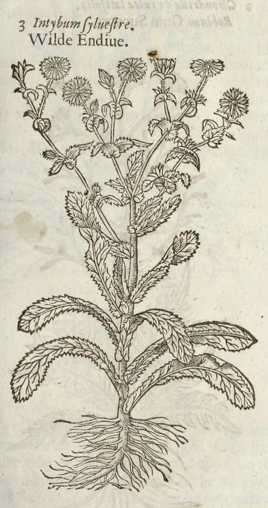 An illustration from The herball, or, Generall historie of plantes, 1633, leaf 332