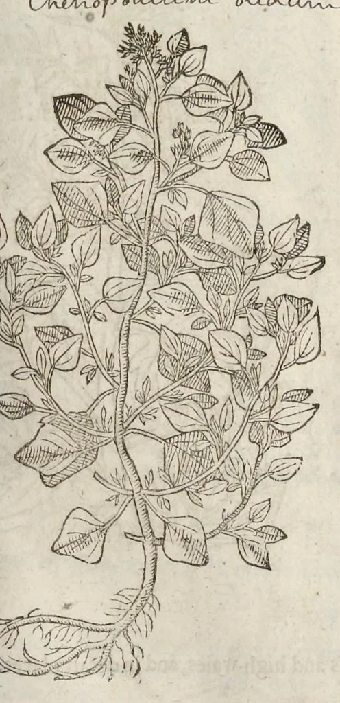 An illustration from The herball, or, Generall historie of plantes, 1633, leaf 372