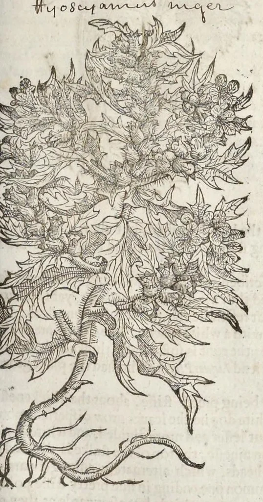 An illustration from The herball, or, Generall historie of plantes, 1633, leaf 398