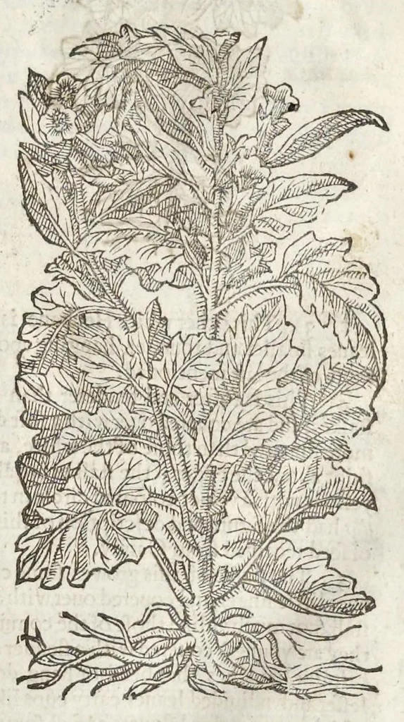 An illustration from The herball, or, Generall historie of plantes, 1633, leaf 398
