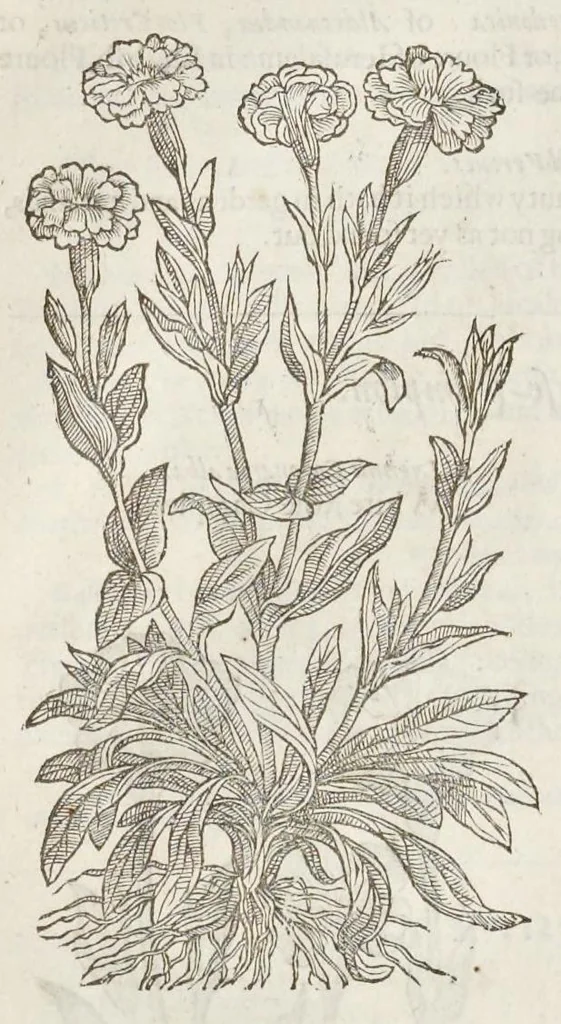 An illustration from The herball, or, Generall historie of plantes, 1633, leaf 511