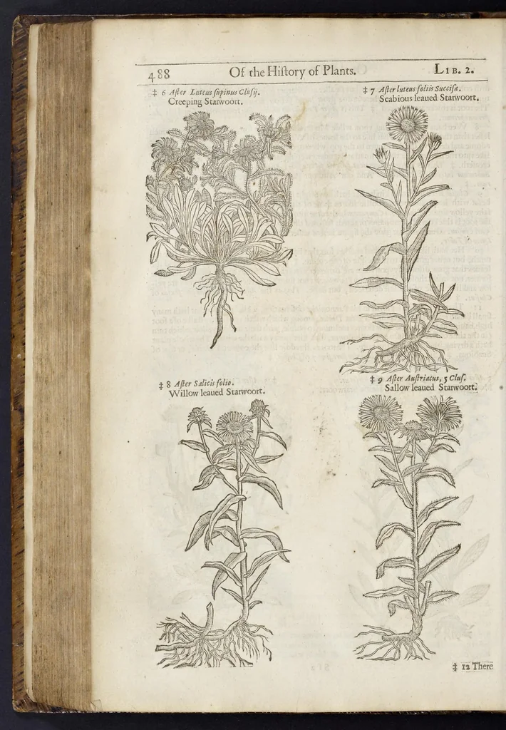 An illustration from The herball, or, Generall historie of plantes, 1633, leaf 531