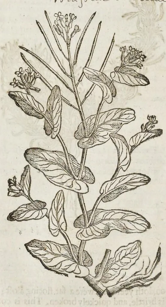 An illustration from The herball, or, Generall historie of plantes, 1633, leaf 579