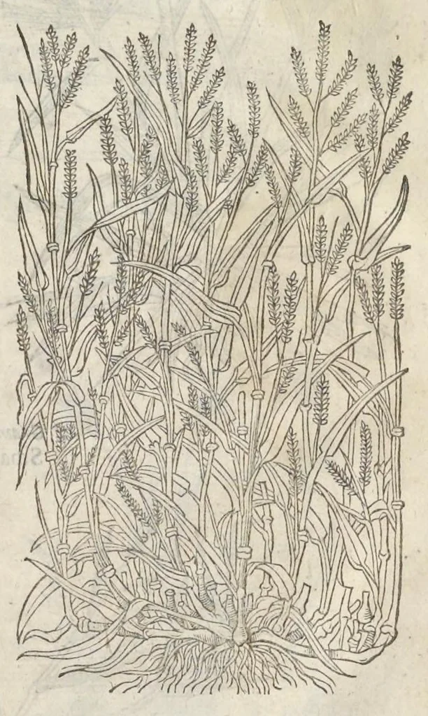 An illustration from The herball, or, Generall historie of plantes, 1633, leaf 58