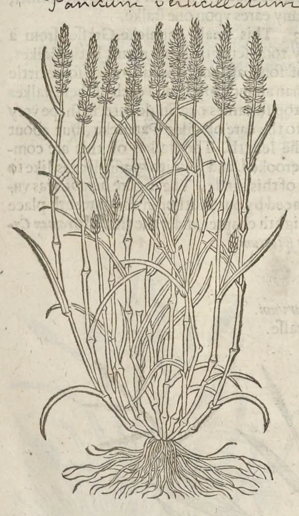 An illustration from The herball, or, Generall historie of plantes, 1633, leaf 58