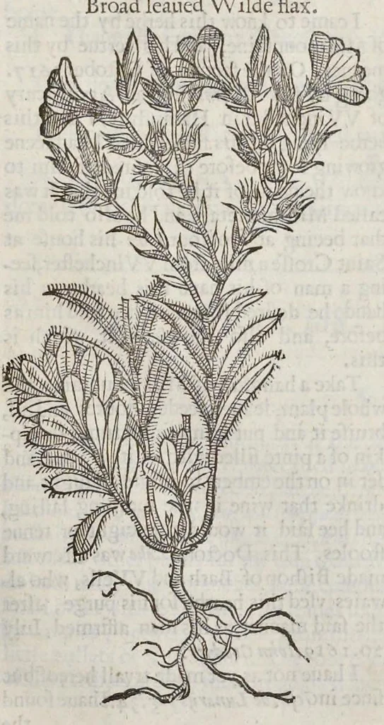 An illustration from The herball, or, Generall historie of plantes, 1633, leaf 602