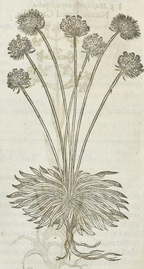 An illustration from The herball, or, Generall historie of plantes, 1633, leaf 645