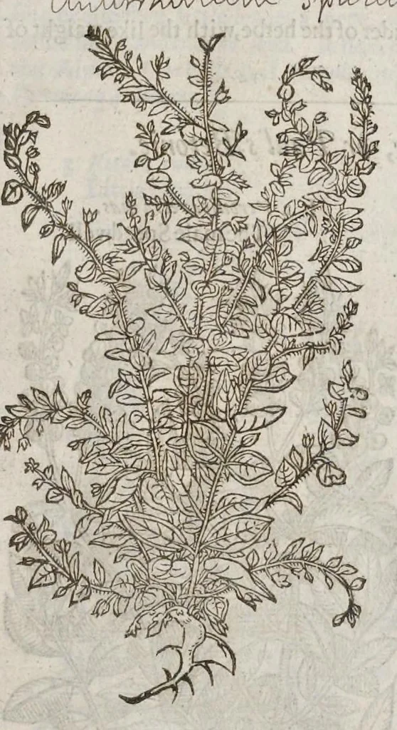 An illustration from The herball, or, Generall historie of plantes, 1633, leaf 668