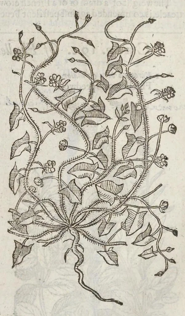 An illustration from The herball, or, Generall historie of plantes, 1633, leaf 668