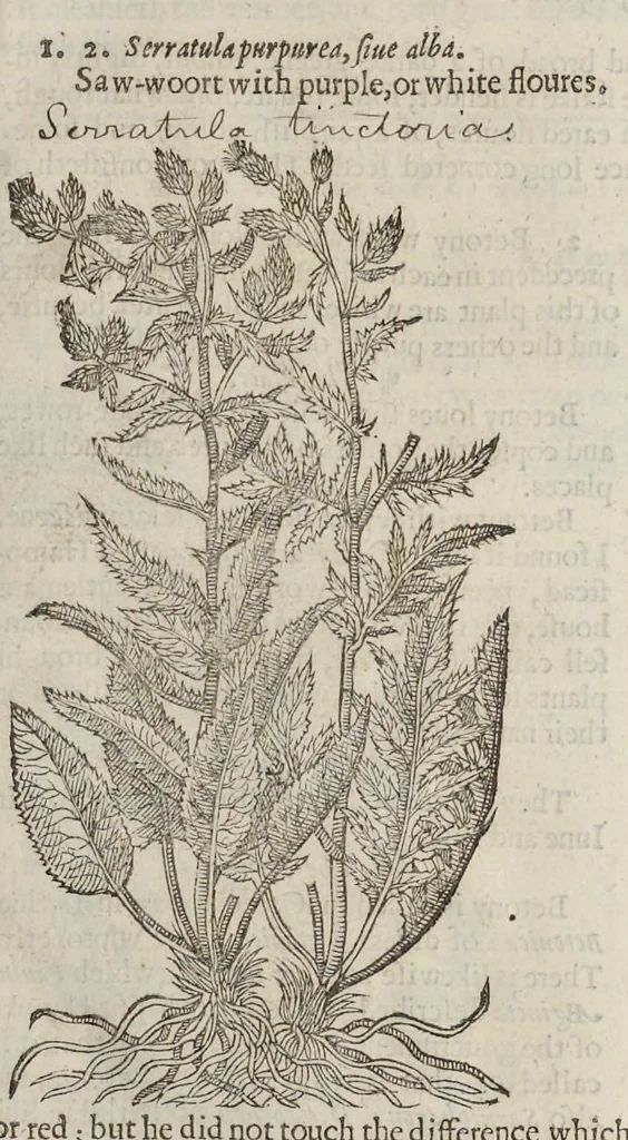 An illustration from The herball, or, Generall historie of plantes, 1633, leaf 756